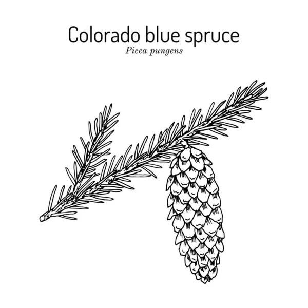 Abete rosso Picea pungens, albero di stato del Colorado — Vettoriale Stock