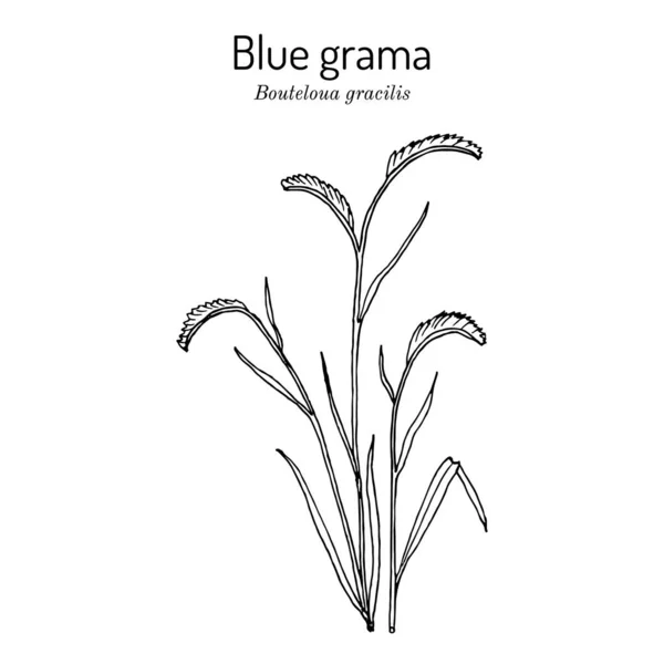 Blue grama Bouteloua gracilis, hierba estatal de Nuevo México y Colorado — Vector de stock