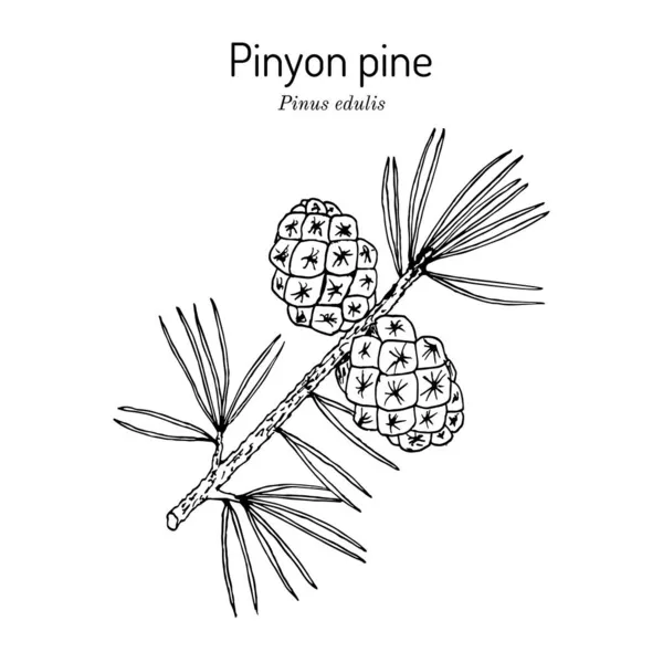 Pinus edulis, albero di stato del Nuovo Messico — Vettoriale Stock