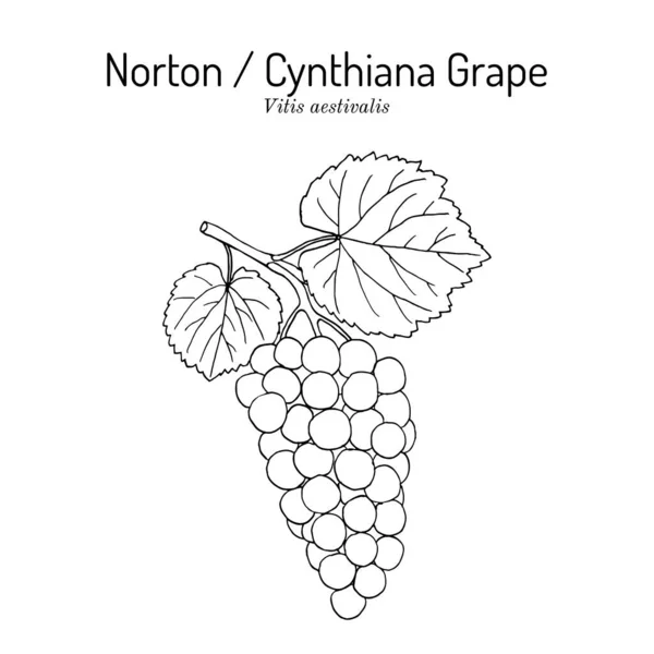 Uva Norton o Cynthiana, Vitis aestivalis, ramo con foglie e frutti — Vettoriale Stock