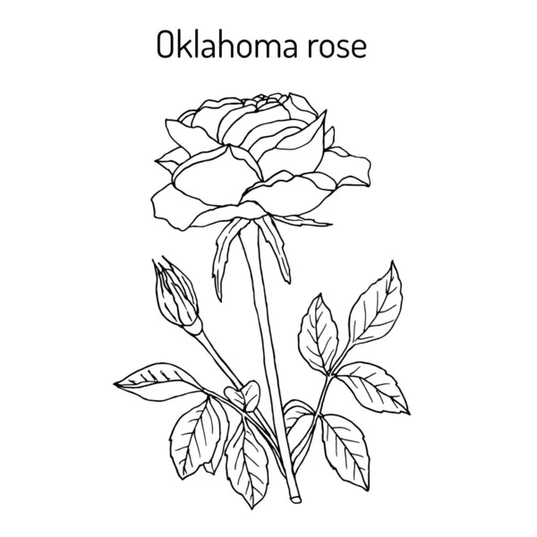 Oklahoma rosa, la flor oficial de Oklahoma — Vector de stock