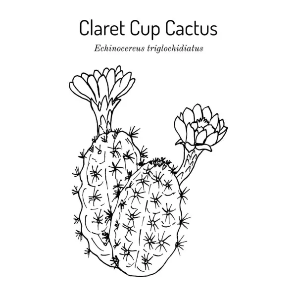 Claretcup, ή Mojave κάκτος τύμβος Echinocereus triglochidiatus, κάκτος της πολιτείας του Κολοράντο — Διανυσματικό Αρχείο