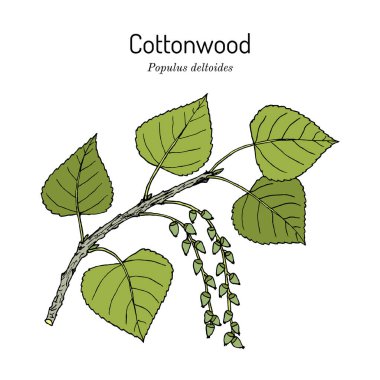 Eastern cottonwood populus deltoides , the official state tree of Kansas clipart
