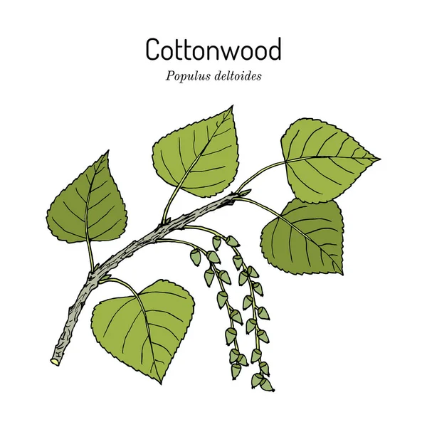 Eastern cesonwood populus delfedes, официальное дерево штата Канзас — стоковый вектор