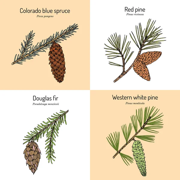 Set dari percabangan konifier berbeda dengan kerucut Stok Ilustrasi Bebas Royalti