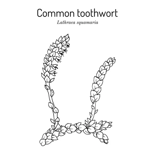 Yaygın diş otu lathraea squamaria, tıbbi bitki — Stok Vektör
