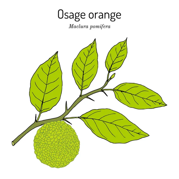 Osage arancio o cavallo mela Maclura pomifera, pianta medicinale — Vettoriale Stock