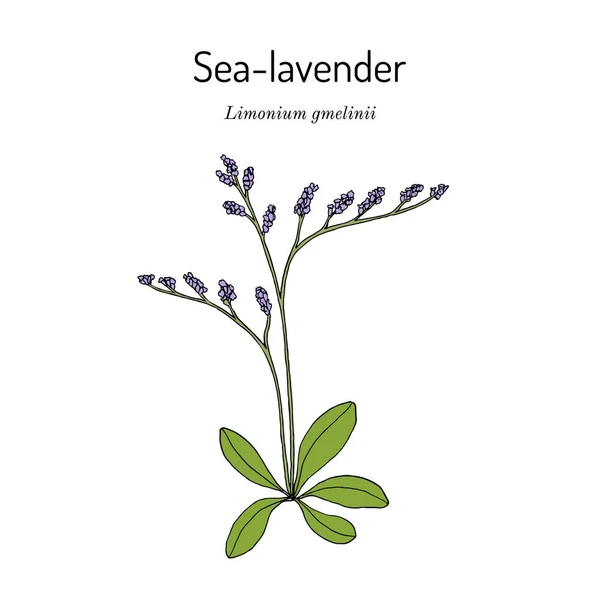 Deniz lavantalı limonyum gmelinii, tıbbi bitki. — Stok Vektör