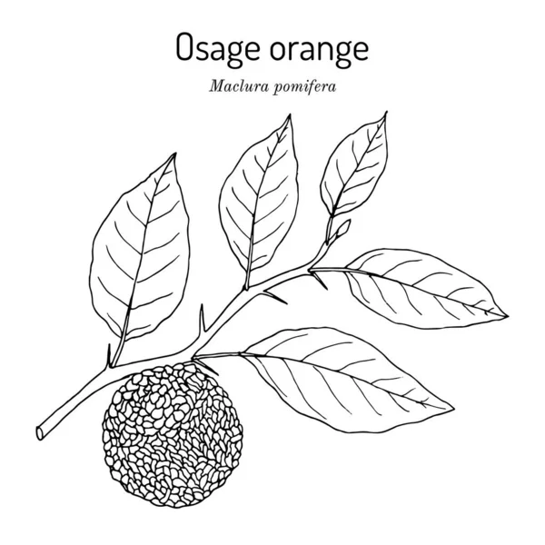 Osage naranja o manzana de caballo Maclura pomifera, planta medicinal — Archivo Imágenes Vectoriales