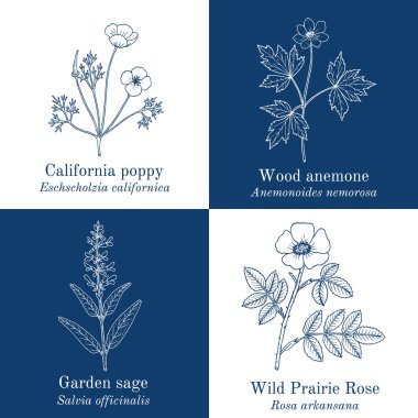 Set of edible and medicinal plants clipart