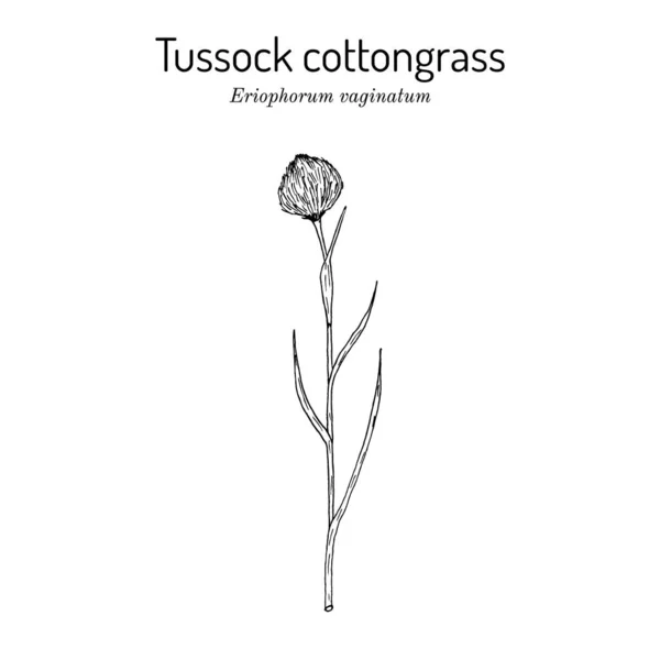 Tussock cottongrass Eriophorum vaginatum, léčivá rostlina — Stockový vektor