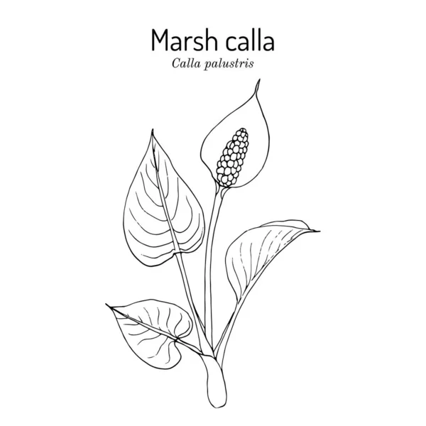 Marsh calla or water-arum Calla palustris , poisonous and medicinal plant — Stock Vector