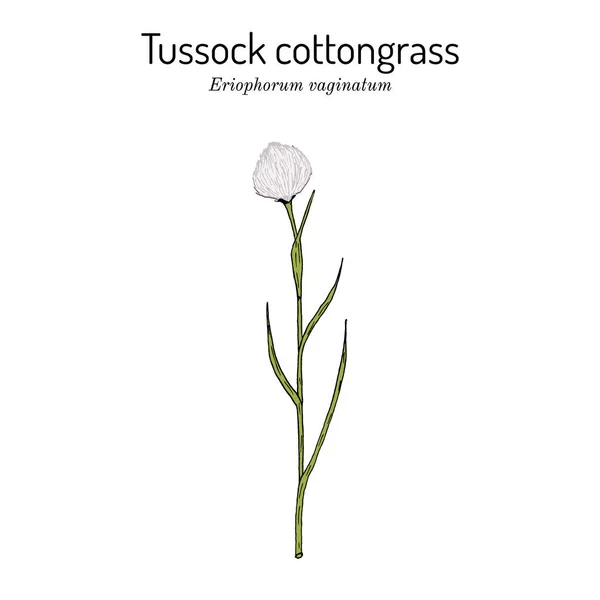 Tussock cottongrass Eriophorum vaginatum, planta medicinal —  Vetores de Stock