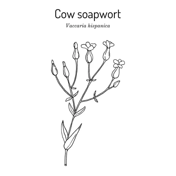 Cow soapwort 또는 cofrb Vaccaria hispanica, 의약 공장 — 스톡 벡터