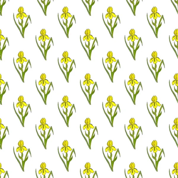 Modèle sans couture avec iris jaune, plante médicinale et ornementale — Image vectorielle