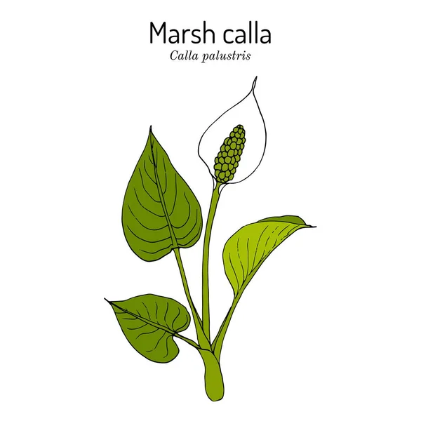 Marsh calla ή water-arum Calla palustris, δηλητηριώδες και φαρμακευτικό φυτό — Διανυσματικό Αρχείο