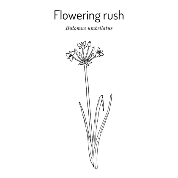 Flowering rush or grass rush. Butomus umbellatus , medicinal plant — Stock Vector