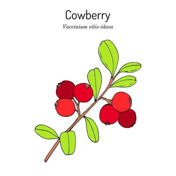 Cowberry Vaccinium vitis-idaea พืชกินได้และยา — ภาพเวกเตอร์สต็อก