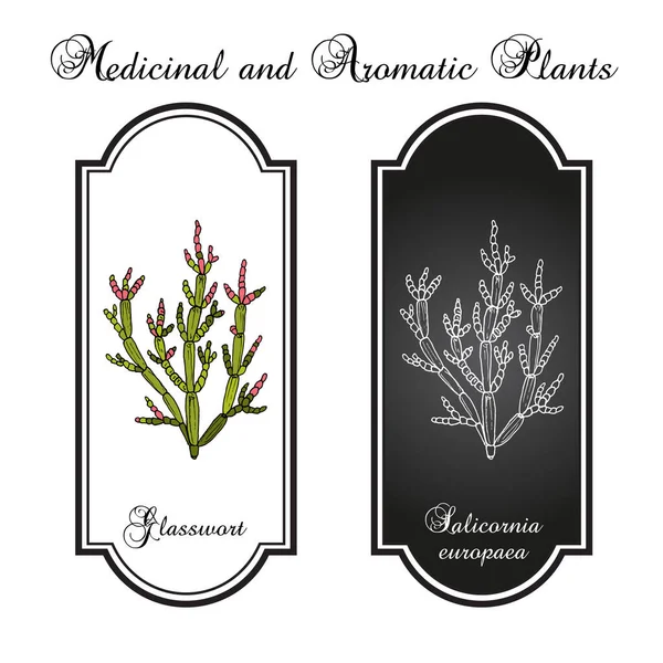 Hipérico común Salicornia europaea, planta medicinal — Vector de stock