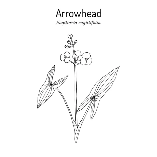 Arrowhead Sagittaria sagittifolia, tıbbi bitki — Stok Vektör