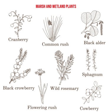 Bataklık ve sulak arazi bitkileri koleksiyonu