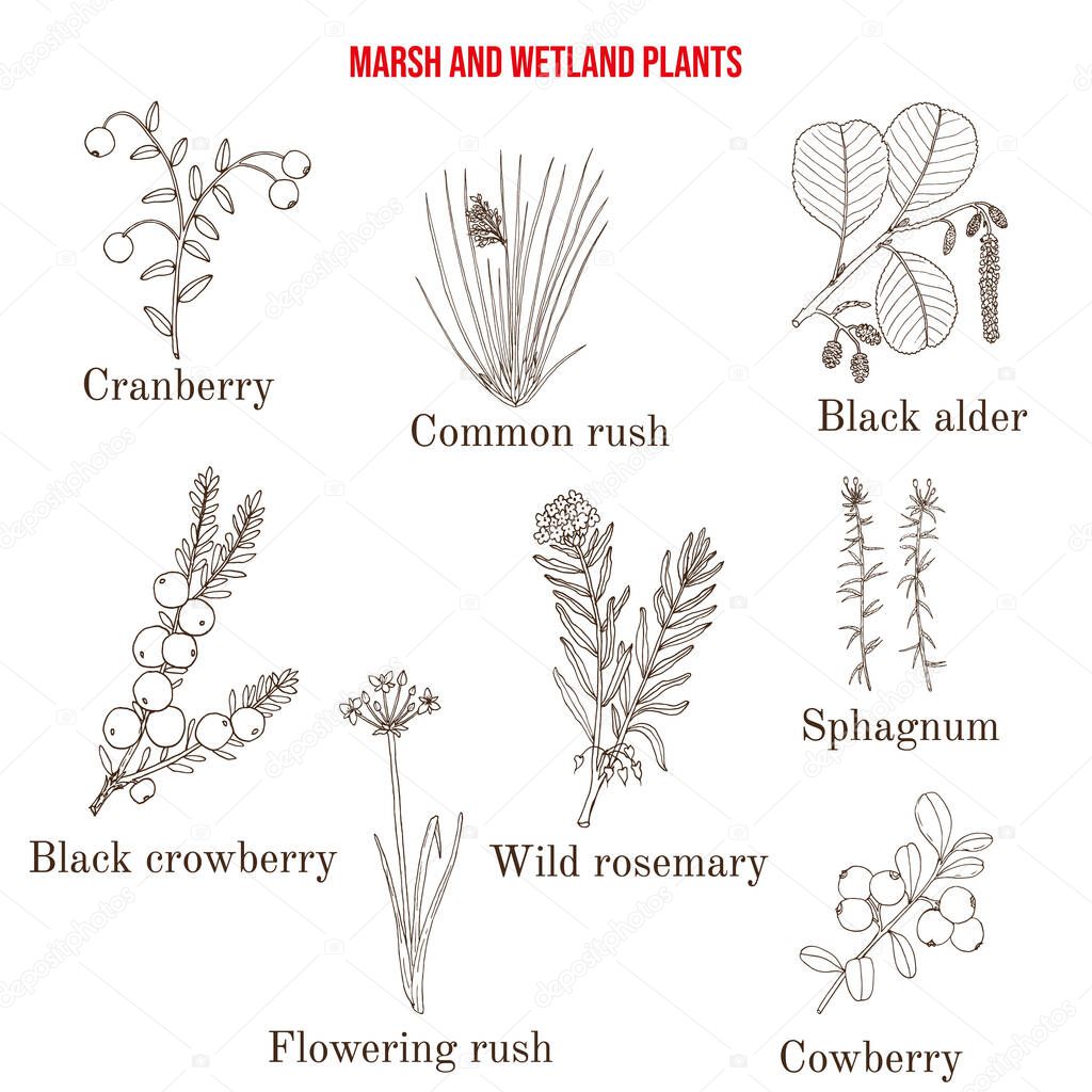 Marsh and wetland plants collection
