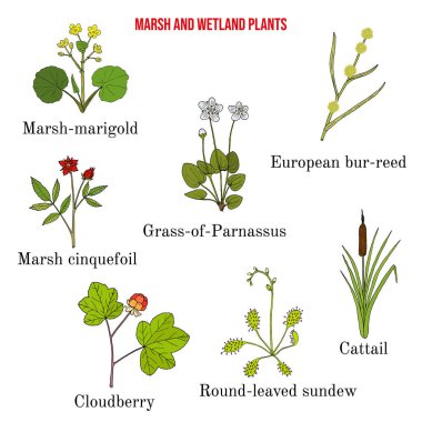 Bataklık ve sulak arazi bitkileri koleksiyonu