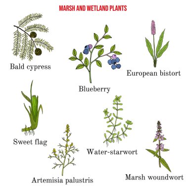 Bataklık ve sulak arazi bitkileri koleksiyonu