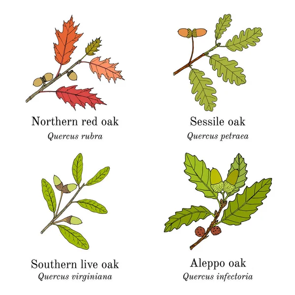 Set of different oak branches — Stock Vector
