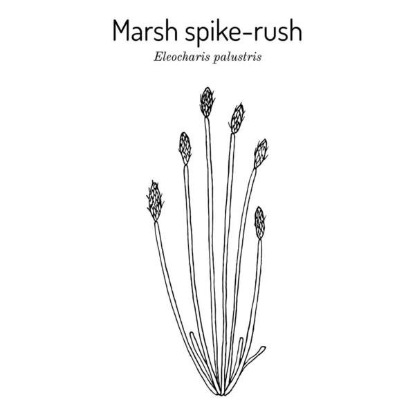Marsh spike-rush Eleocharis palustris, planta de humedales — Vector de stock