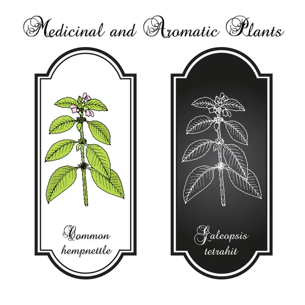 Közönséges kendercsalán vagy brittlestem hempnettle, galeopsis tetrahit, gyógynövény — Stock Vector