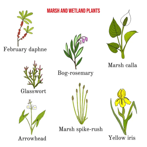 Verzameling van moeras- en waterplanten — Stockvector