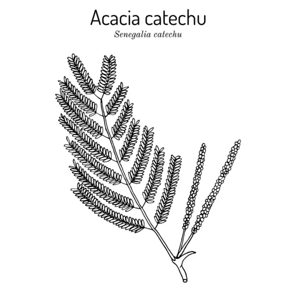 Acacia catechu Senegalia catechu, medicplant. — 스톡 벡터