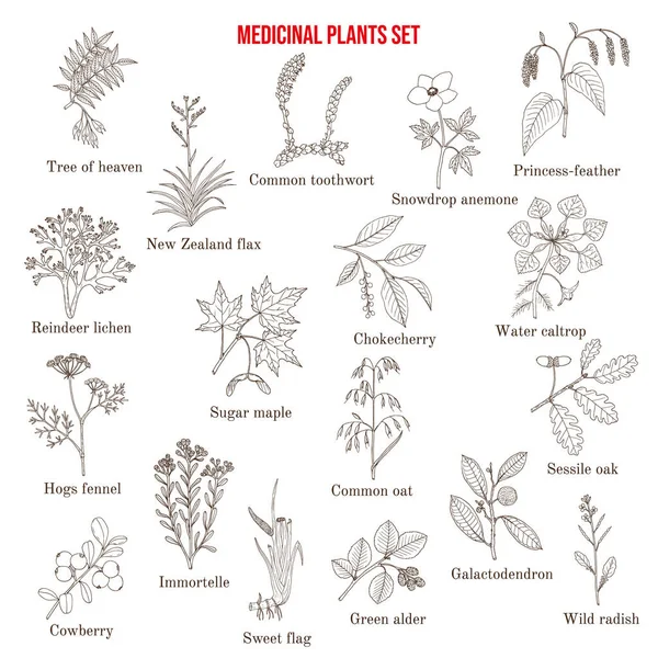 Colección de plantas medicinales — Vector de stock