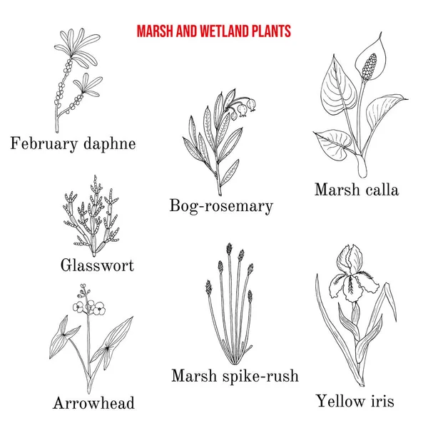 Bataklık ve sulak arazi bitkileri koleksiyonu — Stok Vektör