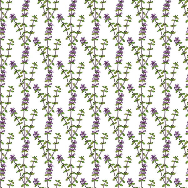 Seamless pattern with Garden thyme — Stock vektor