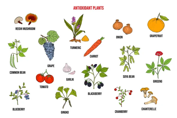 Conjunto de diferentes plantas antioxidantes — Vector de stock