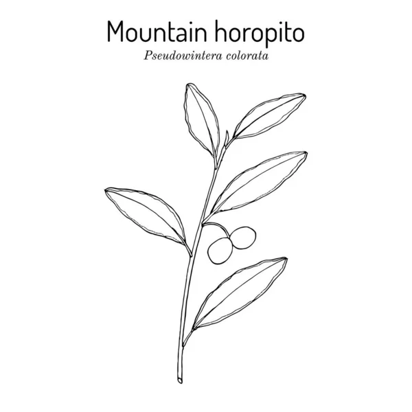 Horopito de montaña o árbol de pimienta Pseudowintera colorata, especias, planta ornamental y medicinal — Archivo Imágenes Vectoriales