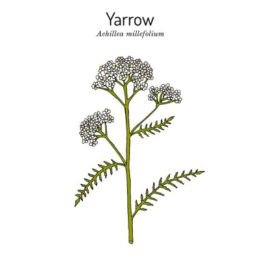 Achillea millefolium veya civanperçemi, şifalı bitki