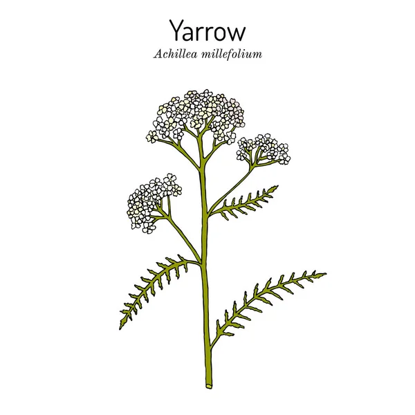 Achillea millefolium o Yarrow, planta medicinal — Vector de stock