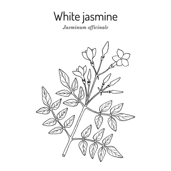 Jasmin blanc, Jasminum officinale, plante médicinale — Image vectorielle