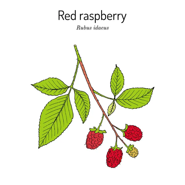 Lampone rosso o Rubus idaeus, pianta commestibile e medicinale — Vettoriale Stock