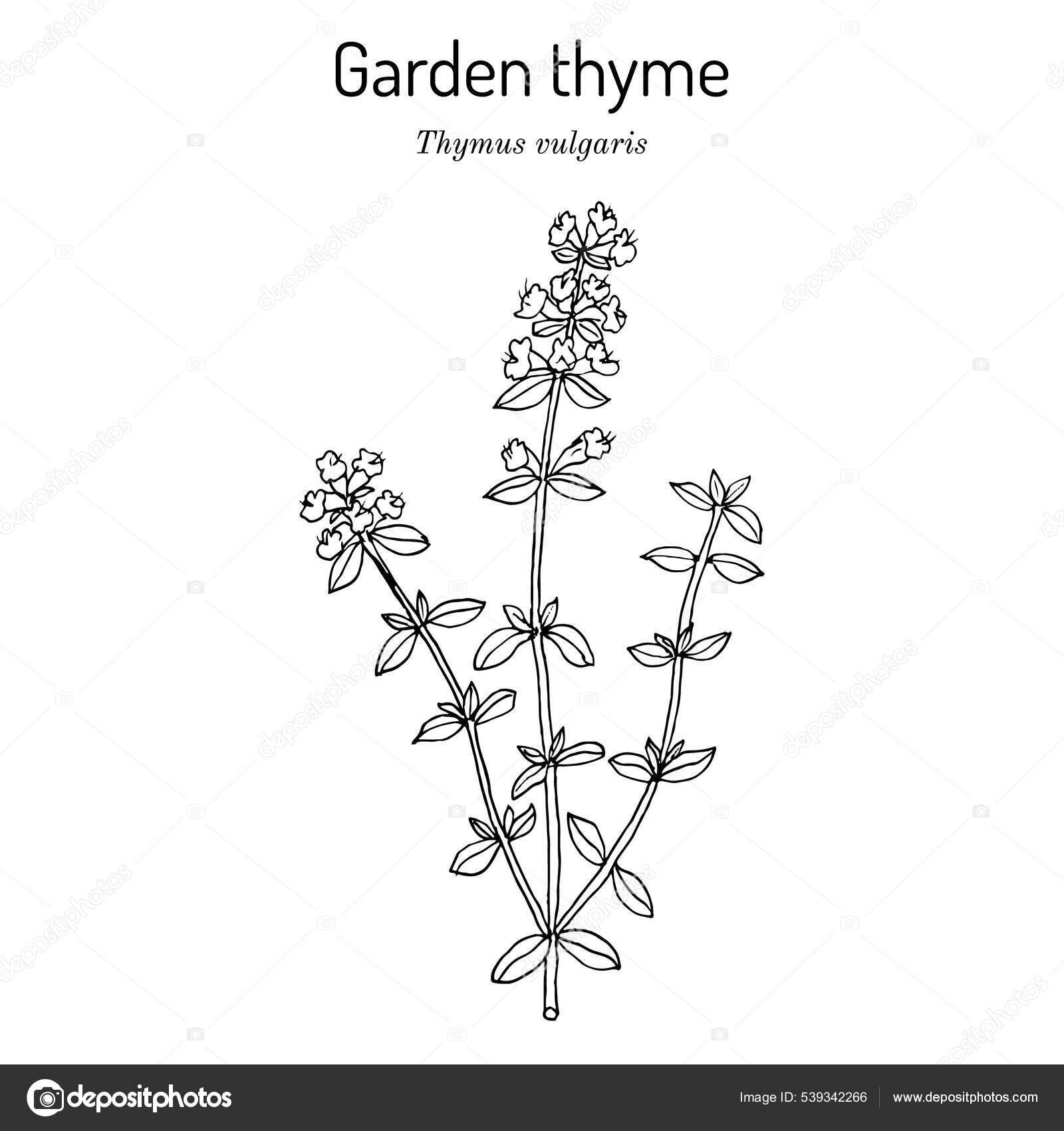 Garden thyme thymus vulgaris , medicinal plant. Stock Vector Image by
