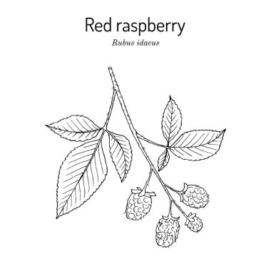 Kırmızı ahududu veya Rubus idaeus, yenilebilir ve tıbbi bitki