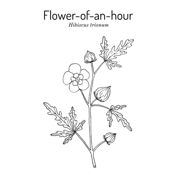 Άνθος μιας ώρας ή κύστη κέτμια Hibiscus trionum, καλλωπιστικό και φαρμακευτικό φυτό — Διανυσματικό Αρχείο