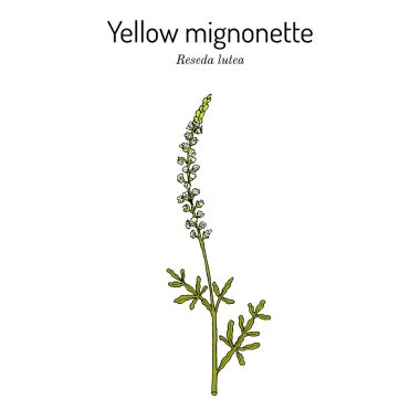 Yellow or wild mignonette Reseda lutea , medicinal plant clipart