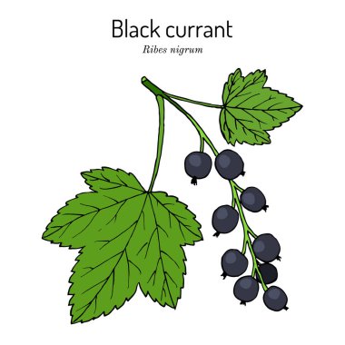 Blackcurrant Ribes nigrum. Botanik vektör çizim el çekilmiş