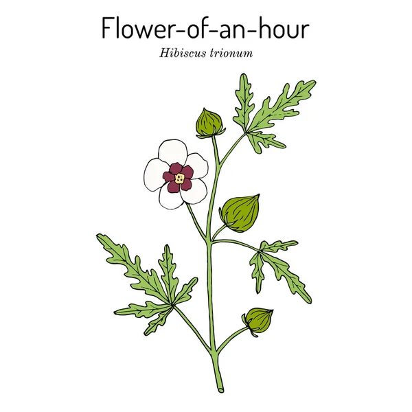 Saatlik çiçek ya da ketmia hibiscus trionum, süs ve tıbbi bitki. — Stok Vektör