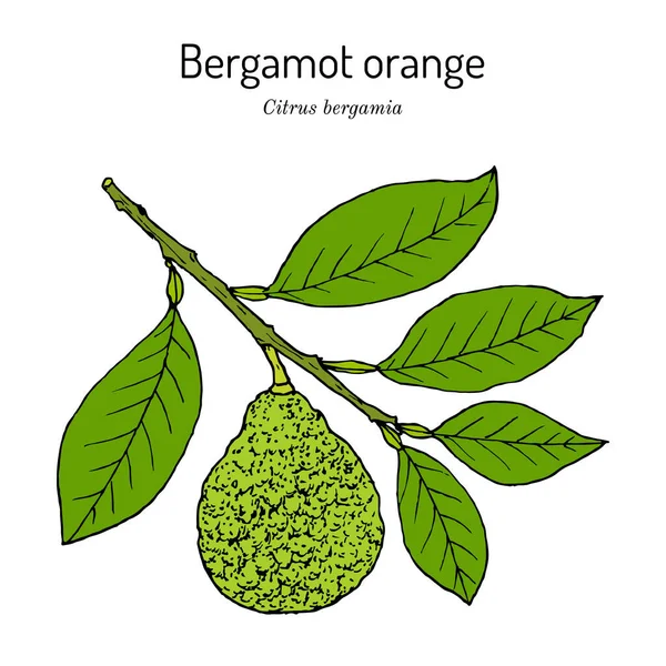 Bergamot orange Citrus bergamia . Vector illustration — 图库矢量图片