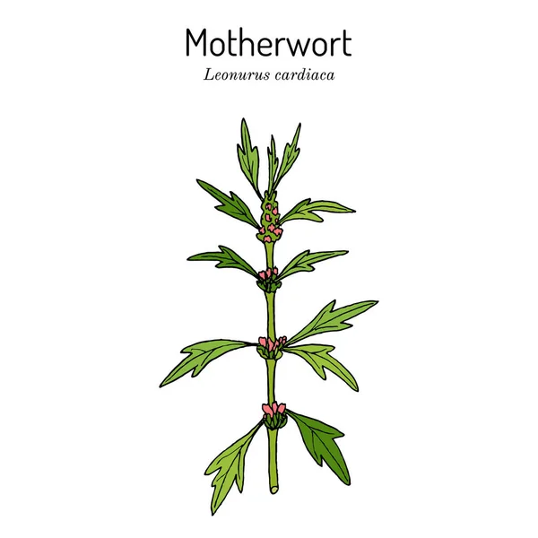 Motherwort Leonurus cardiaca , or throw-wort, lions ear, medicinal plant — Vector de stock
